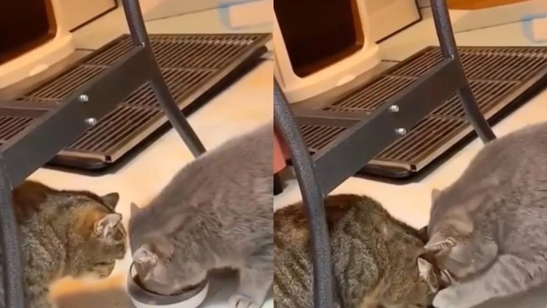 Heartwarming Video: Selfless Cats Teach Us the True Meaning of Sharing!