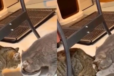 Heartwarming Video: Selfless Cats Teach Us the True Meaning of Sharing!