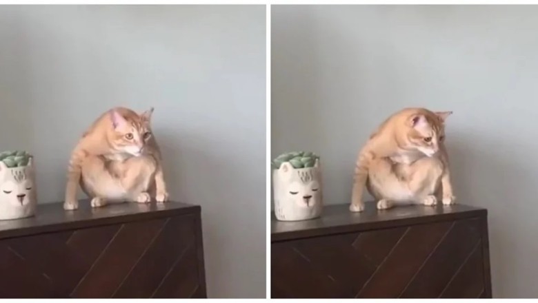 Incredible Cat Contemplates Life's Mysteries on Nightstand - Touches Hearts Worldwide!