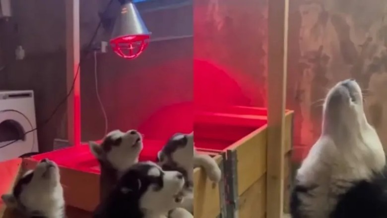Mom Dog Teaches Adorable Puppies the Art of Howling in Unforgettable Joint Session
