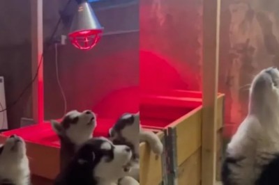 Mom Dog Teaches Adorable Puppies the Art of Howling in Unforgettable Joint Session