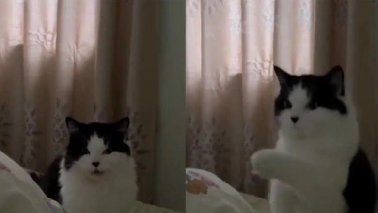 Talkative Cat Wakes Up Owner with Unbelievable Phrase!