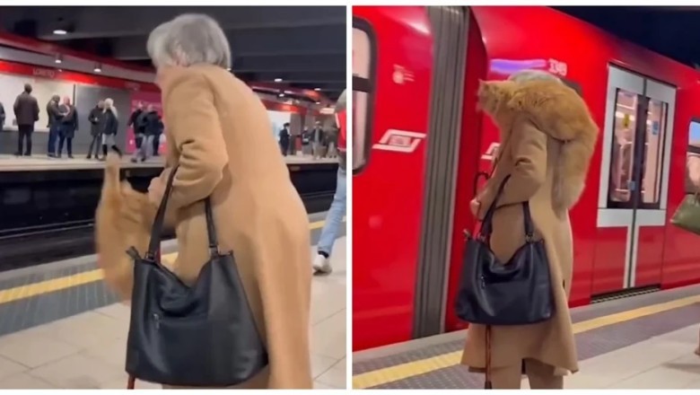 Unbelievable! Grandma Masters the Art of Shoulder Cat Carrying