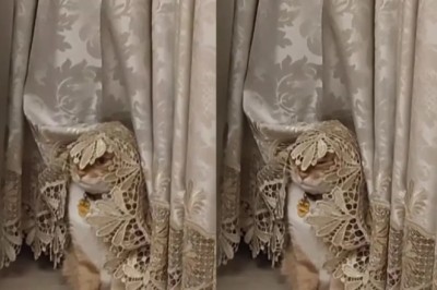 Hilarious Cat Transformation: From Under the Curtain to Shamakhan Queen