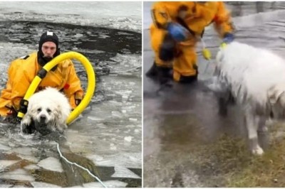 Miraculous Rescue: Dog Trapped in Icy Pond Saved by Firefighters!