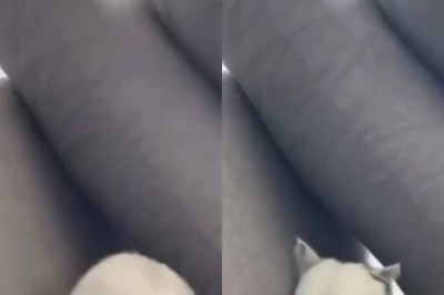 Mischievous Cat Learns the Hard Way: Nowhere to Hide After Biting Owner