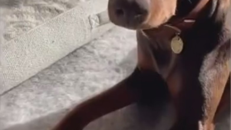Unleash the Laughter: Funny Pets Gone Wild!