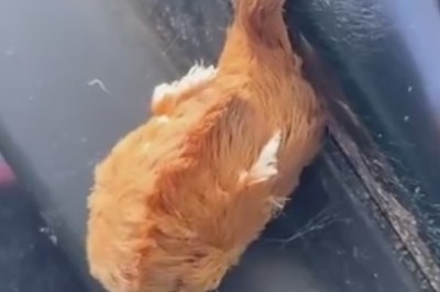 What on Earth Is That?! Unveiling the Mysterious and Hilarious Unknown Strange Animal!