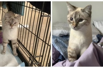 20 Remarkable Transformation Stories: Happy Pets Finding Love and Forever Homes