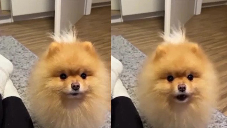Adorable Spitz Attempts to Talk to Owner, Internet Can't Stop Smiling!