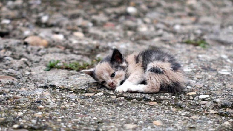 Blind Rescue Kitten Becomes Inspiring Therapy Cat, Touching Hearts Worldwide