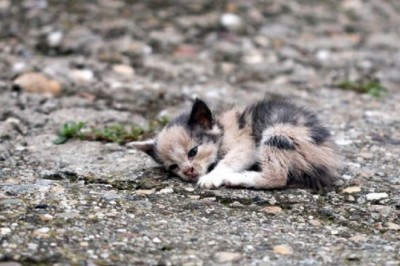 Blind Rescue Kitten Becomes Inspiring Therapy Cat, Touching Hearts Worldwide