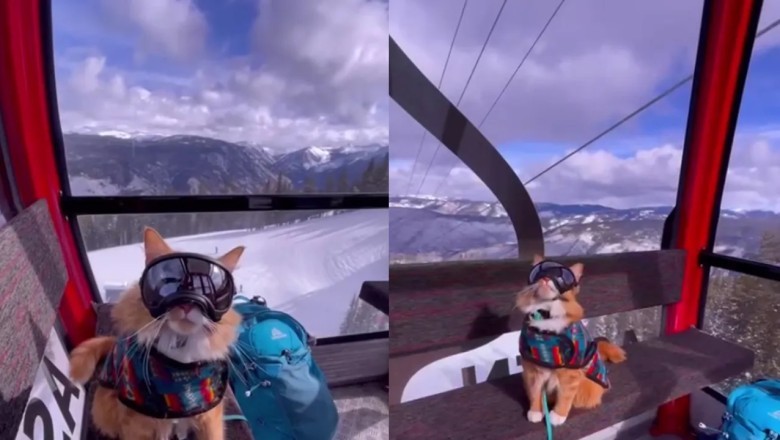Cat Conquers Slopes Like a Pro, Steals Hearts in Ski Resort Video!
