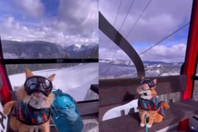 Cat Conquers Slopes Like a Pro, Steals Hearts in Ski Resort Video!
