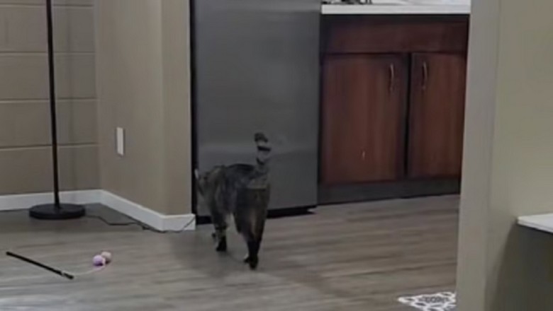 Cat Genius Alert! Meet Guccie, the Feline Safecracker Who Opened the Fridge and Broke the Internet!