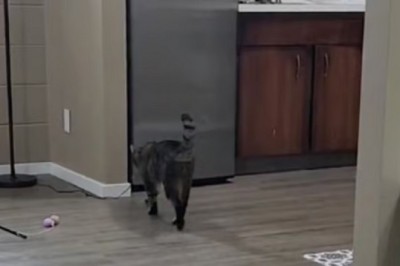Cat Genius Alert! Meet Guccie, the Feline Safecracker Who Opened the Fridge and Broke the Internet!