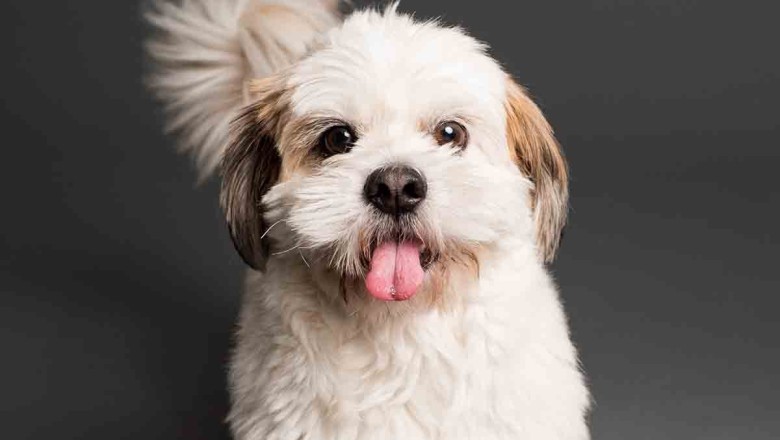 Cracking the Code: Decoding What Your Dog's Tail Wag Really Means!