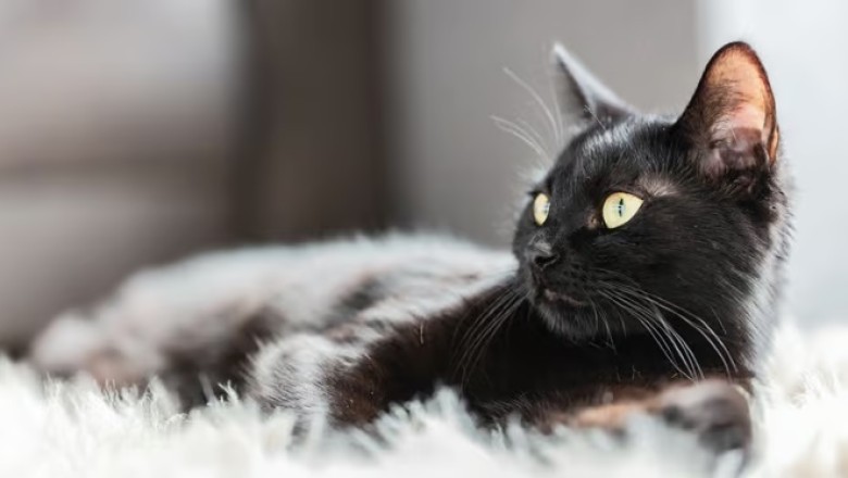 Exploring Head Tremors in Cats: Causes and Treatment Options