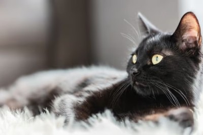 Exploring Head Tremors in Cats: Causes and Treatment Options