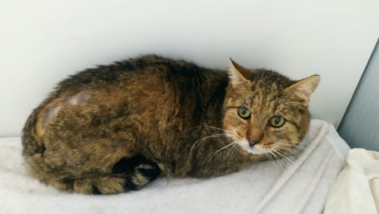 From Stray to Serenity: The Heartwarming Journey of Hippy, the Cat Who Captivated the World