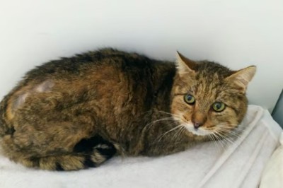 From Stray to Serenity: The Heartwarming Journey of Hippy, the Cat Who Captivated the World