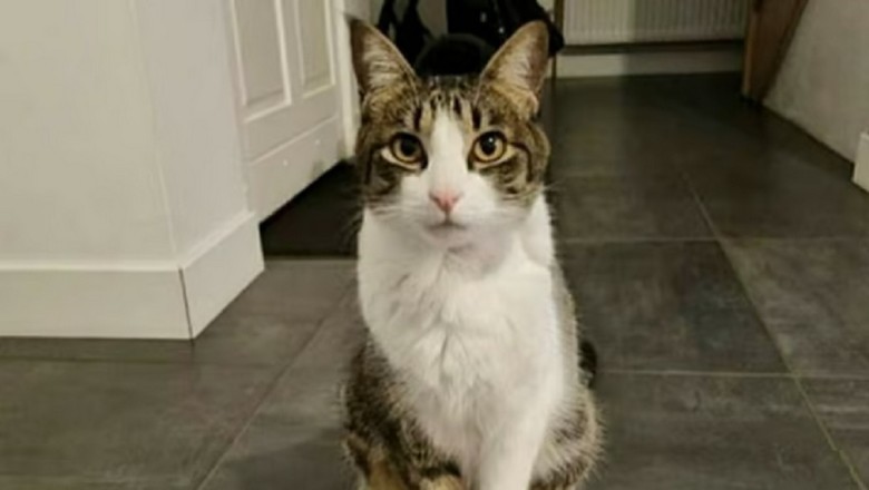 Heartbreaking Tale of Cat Abandoned Three Times: Will Nutsy Ever Find a Forever Home?