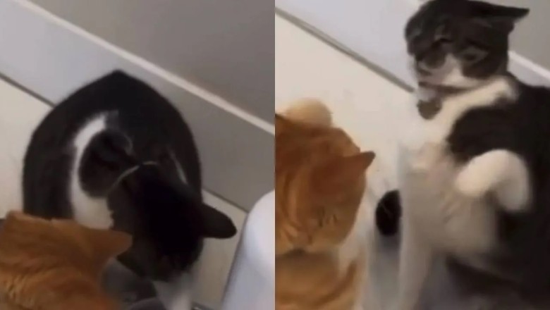 Hilarious Cat Quarrel Over Feeder Mishap Takes the Internet by Storm