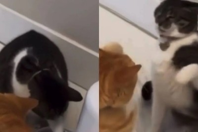Hilarious Cat Quarrel Over Feeder Mishap Takes the Internet by Storm