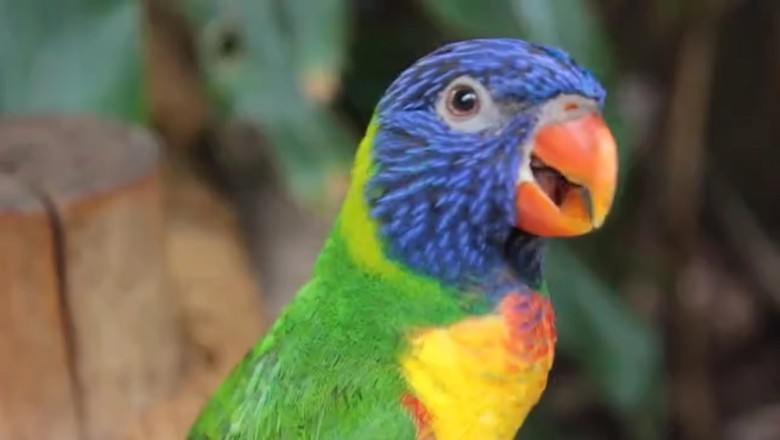 Hilarious Parrot Has Everyone in Stitches with its Impersonations!
