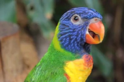 Hilarious Parrot Has Everyone in Stitches with its Impersonations!