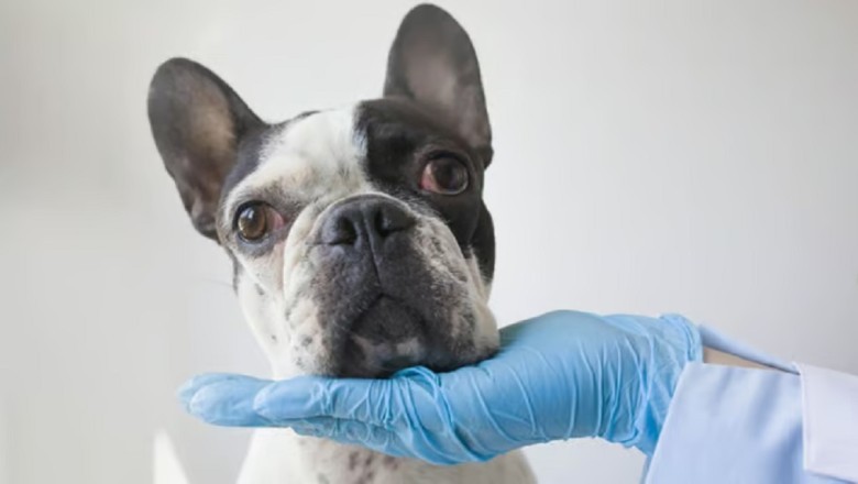 Remarkable Jaw Regeneration in French Bulldog Puppy Leaves Vets Astonished