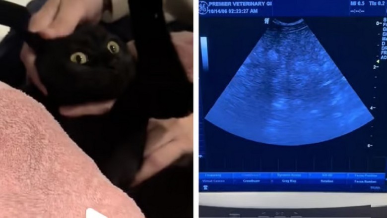 Stray Cat's Ultrasound Shocks Everyone: It's Not What You Think!
