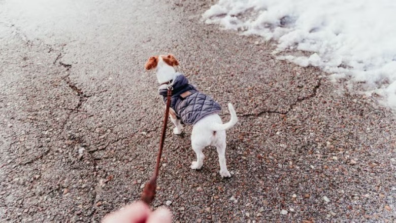 The Importance of Coats for Dogs in Winter: Should You Protect Your Furry Friend from the Cold?