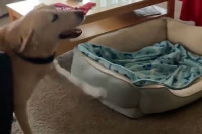 Touching Reunion: Disabled Dog Stevie and His Rescuer Share an Extraordinary Bond