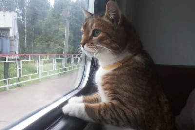 A Game-Changing Solution For Finding Lost Cats and Dogs with Ease!