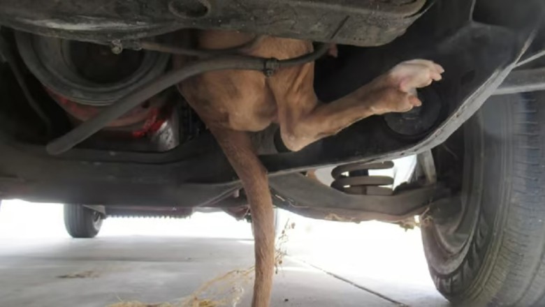 Woman Discovers Dog Trapped in Car Engine - Heartwarming Rescue Ensues