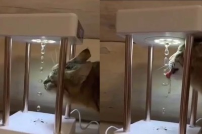 A Feline's Quest for Novelty: Cat Turns Water Installation into a High-Tech Drinking Bowl