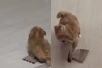 A Hilarious Mishap: Puppy's Attempted Robbery Foiled by Clumsiness