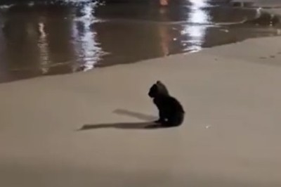 Beach Bloopers: Hilarious Adventures of a Clumsy Kitten on the Sand!