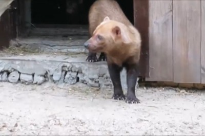 Hilarious Adventures of the Waldhund Family - Pawsitively Funny Moments!