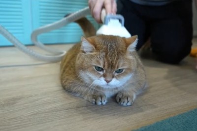 Hilarious Cat Takes Cleaning Duties to a Whole New Level!