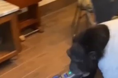 Hilarious Monkey Turns into the Ultimate Cleaning Master - Room Cleaning with a Twist!