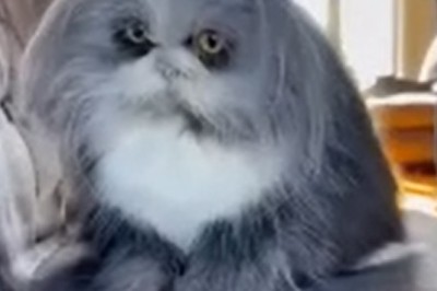 Hilariously Hairy Cat Takes Social Media by Storm - The Furrr-nomenon You Won't Believe!