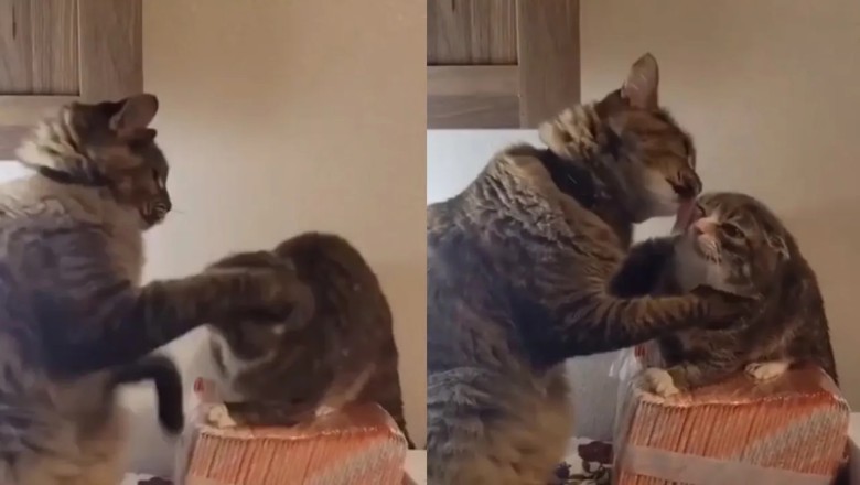 Love Triumphs: Wise Cat Diffuses Conflict with Affection