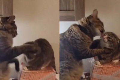 Love Triumphs: Wise Cat Diffuses Conflict with Affection