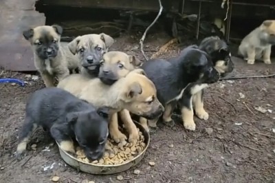 The Amazing Dog Who Led Rescuers to a Surprise: You Won't Believe What They Found!