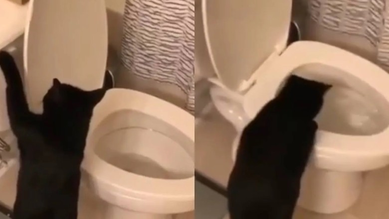 The Curious Cat and Its Unconventional Game: Flushing with Fascination