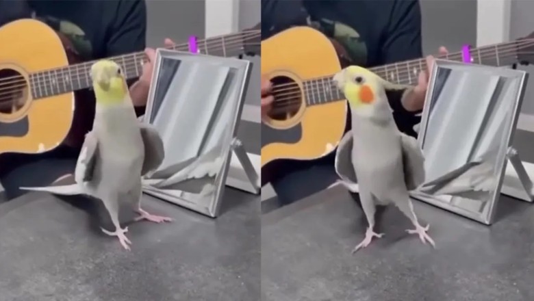The Remarkable Serenading Parrot: A Bird with Musical Talents