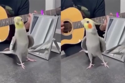 The Remarkable Serenading Parrot: A Bird with Musical Talents