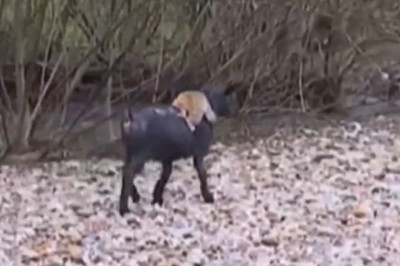 Unlikely Duo: Goat and Monkey's Hilarious Adventure Takes the Internet by Storm!